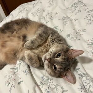 Meet your Posher, Rose